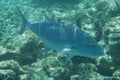 Bluefin trevally Caranx melampygus Royalty Free Stock Photo